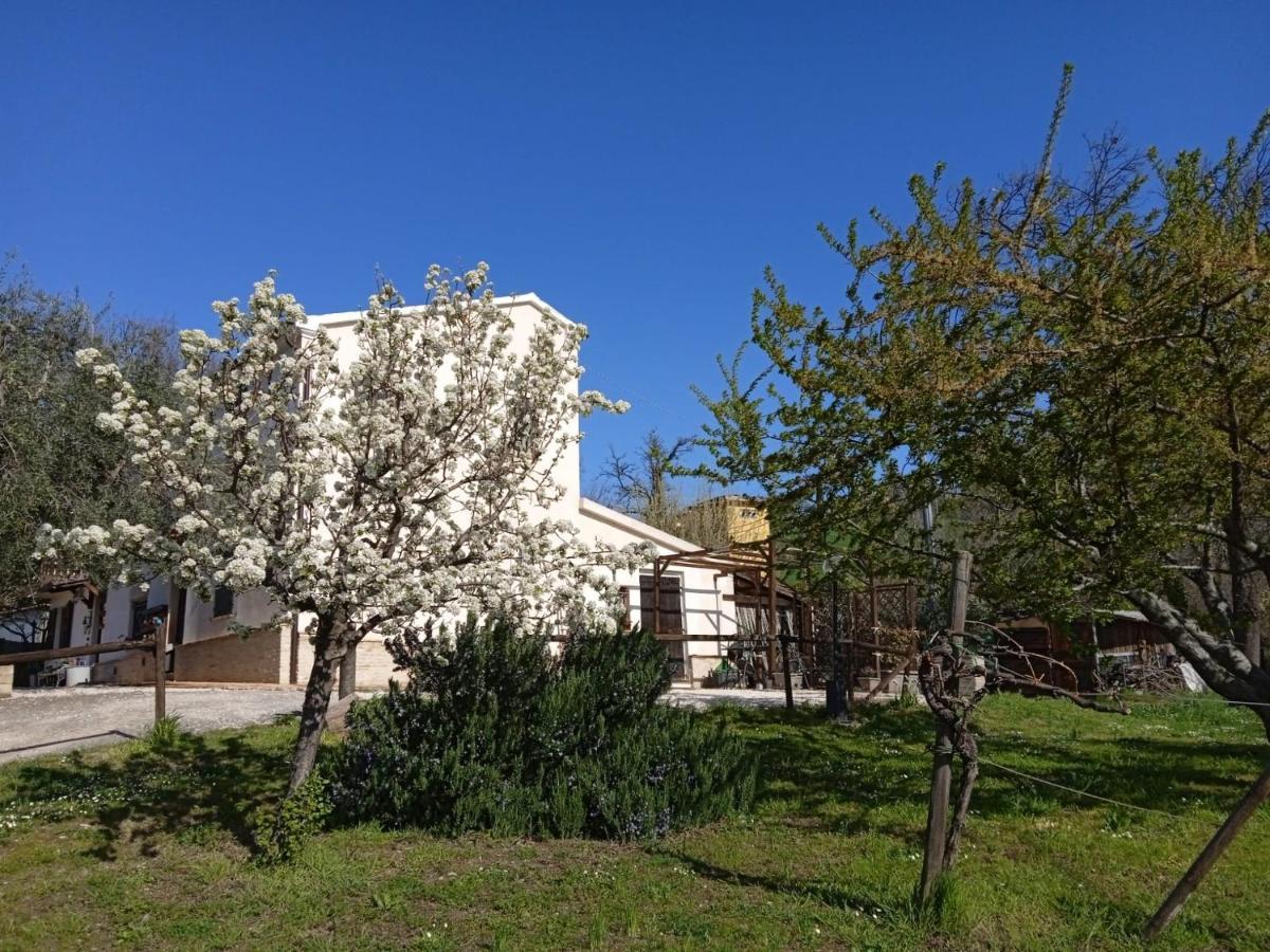 Mondavio Sotto L'Ulivo Bed & Breakfast エクステリア 写真