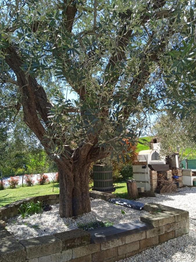 Mondavio Sotto L'Ulivo Bed & Breakfast エクステリア 写真