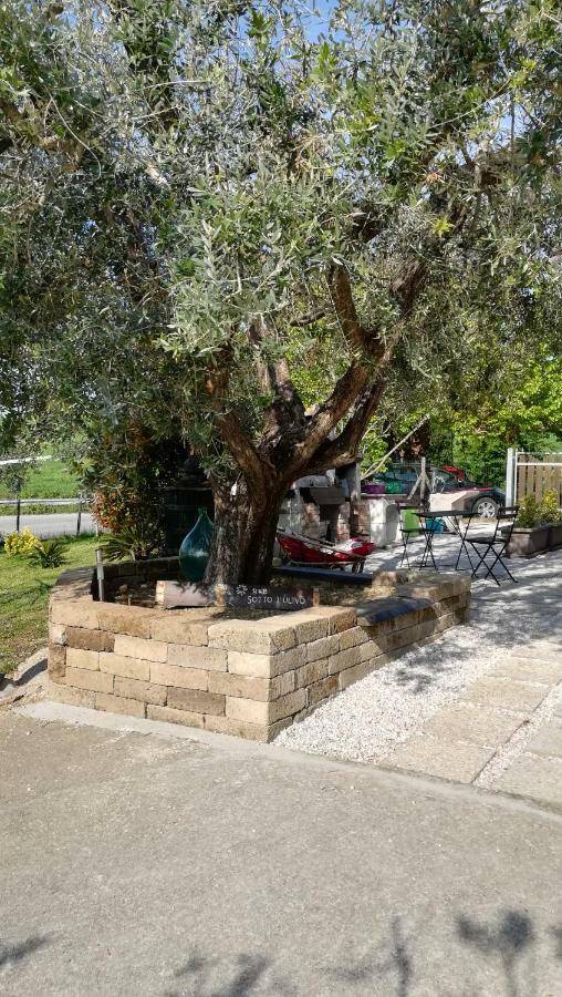 Mondavio Sotto L'Ulivo Bed & Breakfast エクステリア 写真